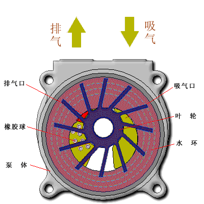 进口水环真空泵(图2)